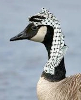 Terrorist-trained goose